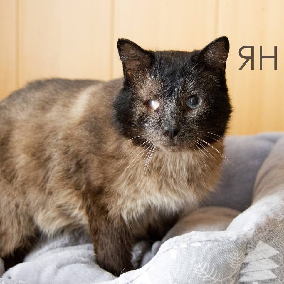 Ян — кот ищет дом в Томске