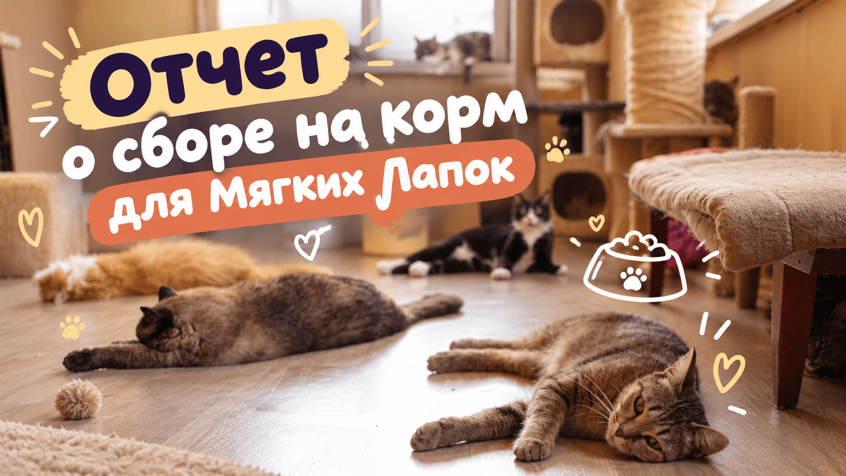 Корм для кошек «Мягких Лапок»: сбор закрыт, корм в приюте